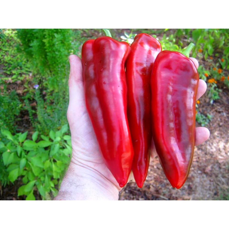 พริกหวานสเปน ปาแลร์โม แคปซีคลุม (Palermo Capsicum)
