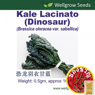 Lacinato (dinosaur) 0.5gm approx 160sds ไดโนเสาร์คะน้า seeds seeds OGU5