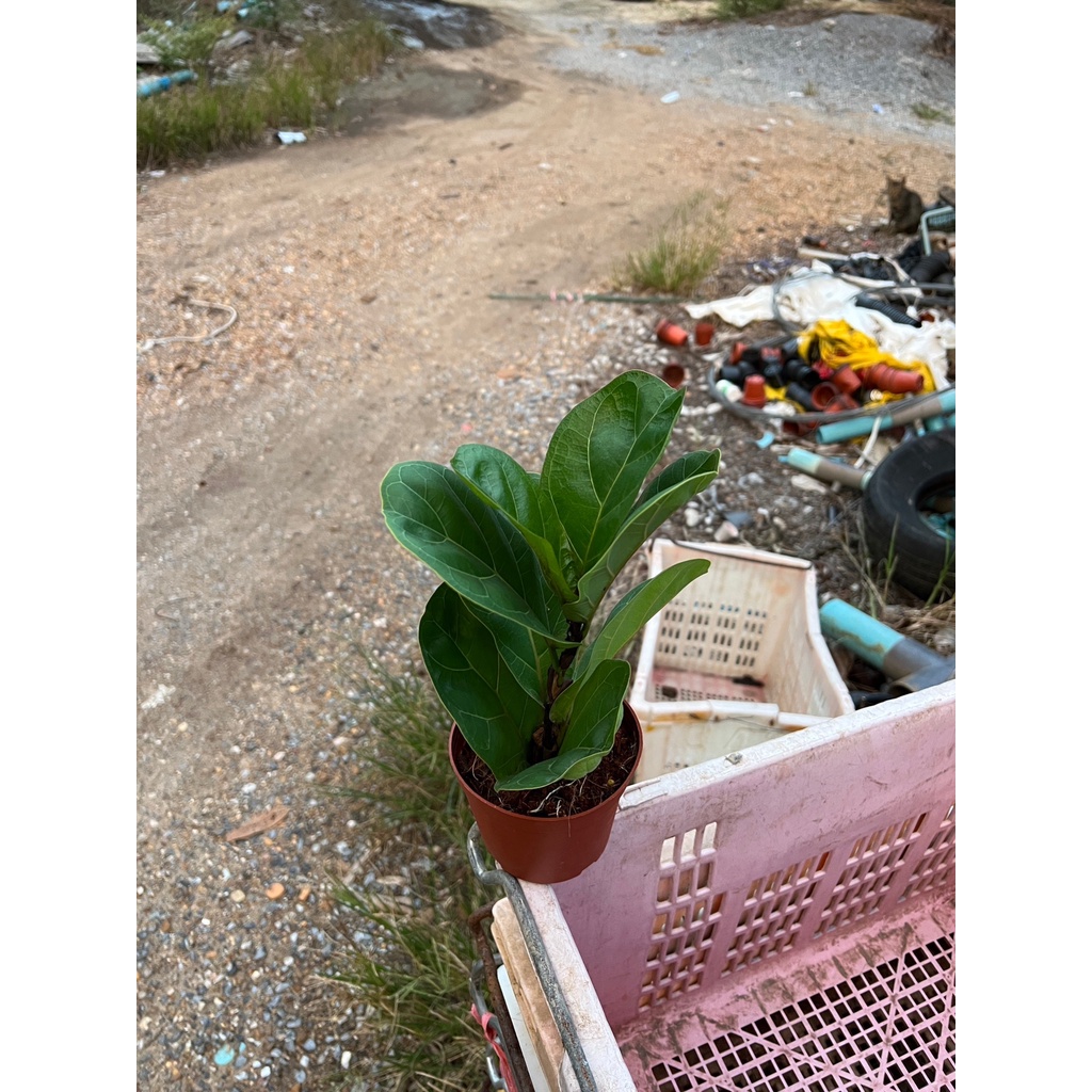 มุมมอง 4