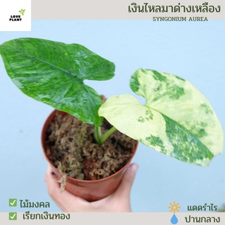 เงินไหลมาด่างเหลือง 🌱Syngonium aurea ไม้สะสมหายาก ไม้มงคล ไม้ด่าง ขนาดกระถาง5 นิ้ว