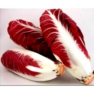 เมล็ดพันธุ์ แรดิชิโอ ชิโครี่ (ทรงรี) (Oblong Red Radicchid)งอกดี กินดี มีประโยชน์ บรรจุ 100 เมล็ด