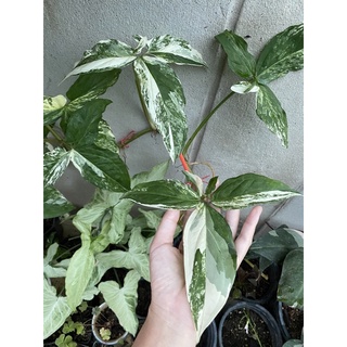 เงินไหลมาด่าง Syngonium albo variegated