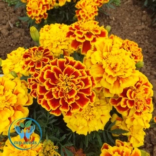 เมล็ดดาวเรืองฝรั่งเศส 200 เมล็ด French Marigold เมล็ดนำเข้า