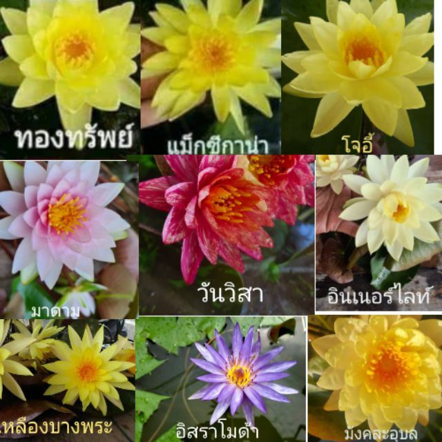 ♥️บัวฝรั่ง เชตชุด9สี 9ดอก 999บาท ส่งฟรี