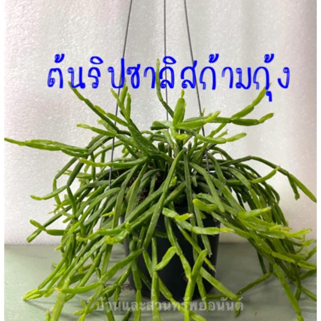 ต้นริพซาลิส ก้ามกุ้ง 🦞 (Rhipsallis) กระถางดำ 4 นิ้ว แขวนลวด 3 ขา