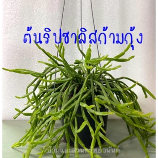 ต้นริพซาลิส ก้ามกุ้ง 🦞 (Rhipsallis) กระถางดำ 4 นิ้ว แขวนลวด 3 ขา