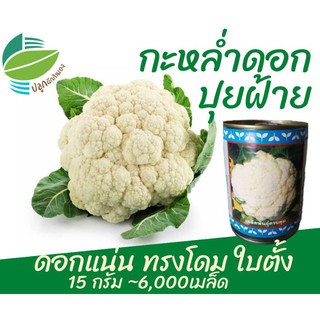 กะหล่ำดอก ปุยฝ้าย 15 กรัม (Cauliflower)​
