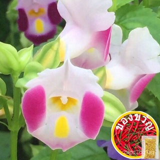 พร้อมสต็อกเมล็ด20ชิ้นสี Torenia Fournieri ผีเสื้อเมล็ดหญ้า Torenia เมล็ด Seeds เมล็ด AJZQ