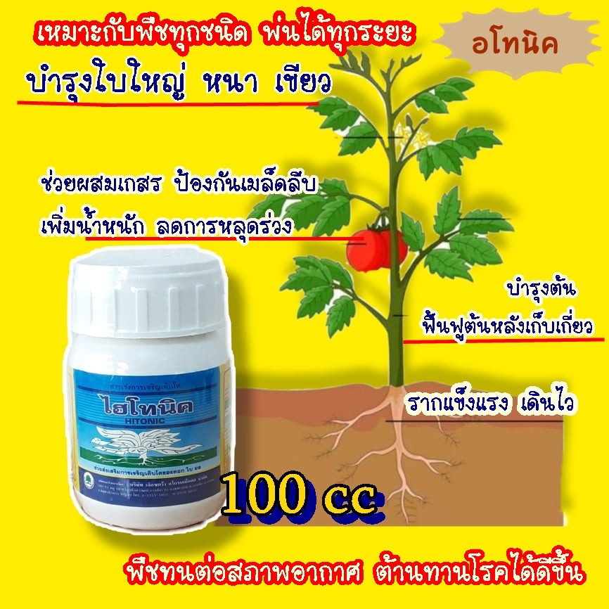 ไฮโทนิค #อโทนิค 100cc  สารกระตุ้นการกินอาหารของพืช ขั้วเหนียว ขยายผล สร้างอาหาร #ซันโทนิค ราคา ถูกที่สุด ดีลบีเคเค แกลเลอรีภาพที่ 2