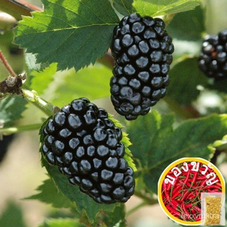 Triple Crown Blackberry Seeds buy 1 take 1， 50 seeds (not  plants)花园/芹菜/seeds/向日葵/苹果/上衣/生菜/通心菜/母婴/文胸/ 9G0O