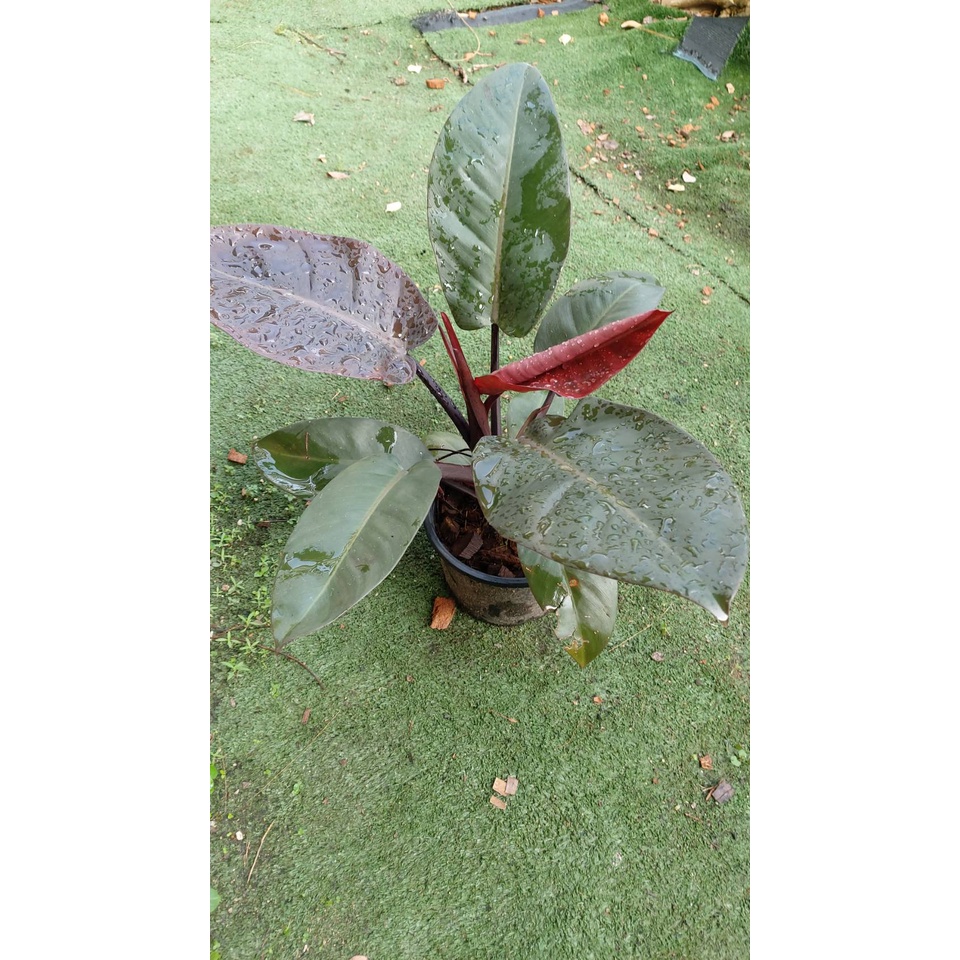 ต้นกุมารดำเรียกทรัพย์ แบล็คคาดินัล (Philodendron black cardinal) กระถาง 8 นิ้ว