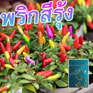 [10แถม1] เมล็ดพริกสีรุ้ง 20เมล็ด เมล็ดพันธุ์พริก7สี พริกประดับเจ็ดสี