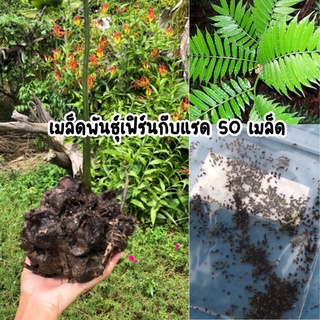 เมล็ดพันธุ์เฟิร์นกีบแรด 50 เมล็ด