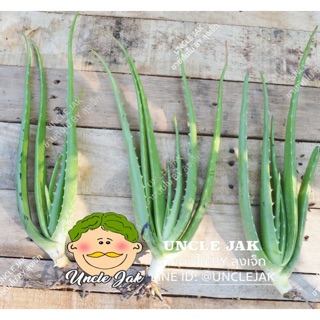 ต้นว่านหางจระเข้  ชุด3ต้น หน่อว่านหางจระเข้ พันธุ์ยักษ์ barbadensis aloe vera พันธุ์แท้