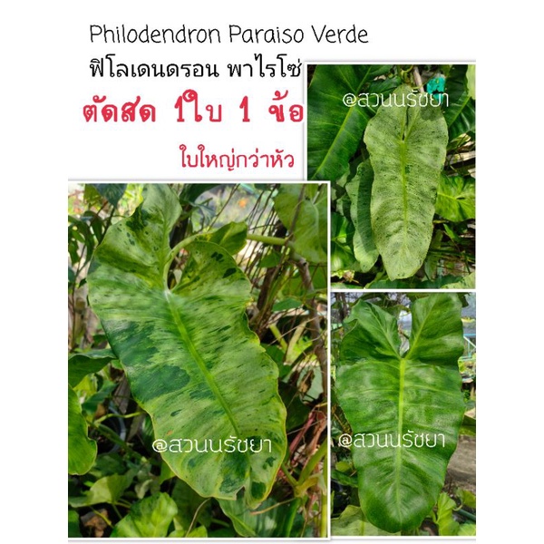 Philodendron Paraiso Verde ฟิโลเดนดรอน พาไรโซ่ด่าง