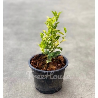 ส้มจี๊ดด่าง กระถาง 8 นิ้ว / Citrus japonica Thunb.pot 8