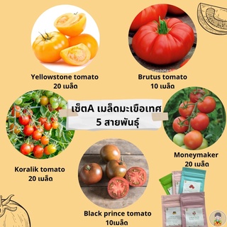 เมล็ดมะเขือเทศ รวม5สายพันธุ์ yellowstone tomato black prince tomato Brutus tomato moneymaker tomato