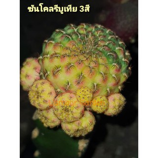 หน่อเด็ดสด แคคตัส ซันโคลรีบูเทีย 3สี สวยๆ