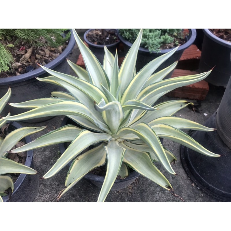 อากาเว่ปากนกแก้ว อากาเว่ควิกซิลเวอร์ อากาเว่ปากแก้วด่าง  Agave desmettiana ไม้ประดับ ตกแต่งสวน เลี้ยงง่าย ทดแดด จัดสวน