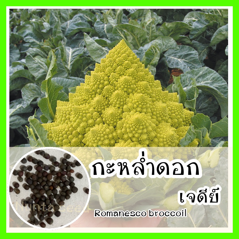 พร้อมส่ง รหัส 151 เมล็ดพันธุ์ OP แท้ กะหล่ำดอกเจดีย์ - Romanesco Broccoli เมล็ดผักต่างๆ เมล็ดผัก ผัก บรอคโคลี่