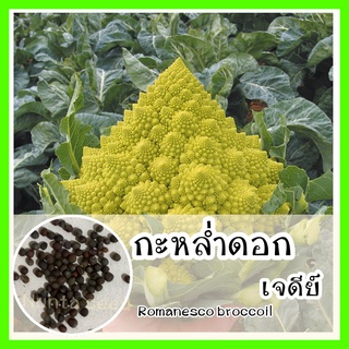 พร้อมส่ง ❗ รหัส 151 เมล็ดพันธุ์ OP แท้   กะหล่ำดอกเจดีย์ - Romanesco Broccoli เมล็ดผักต่างๆ เมล็ดผัก ผัก บรอคโคลี่