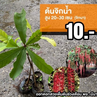 ต้นจิกน้ำ (จำนวน 1 ต้น) Barringtonia acutangula #จิกน้ำ