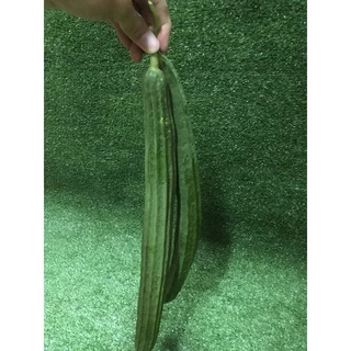 บวบเหลี่ยมสด 🥬 - บวบเขียว ผักผลไม้