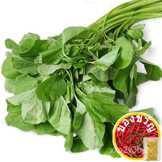 1000 Local Round Leaf Bayam Spinach seeds (fr SG) คื่นฉ่าย/เมล็ด/ดอกทานตะวัน/ผู้ชาย/กางเกง/เสื้อ/see