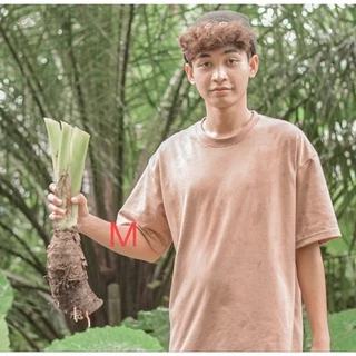 บอนกระดาดเขียว บอนก้านดำ พญาจงอาง ต้นใหญ่