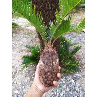 ต้นปรงญี่ปุ่น ปรงญี่ปุ่นแคระ Cycas revoluta Thunb ขนาดจิ๋ว 20-30 เซนติเมตร ขนาดเล็ก หายาก ปรงเป็นไม้ประดับ โตช้า ทน