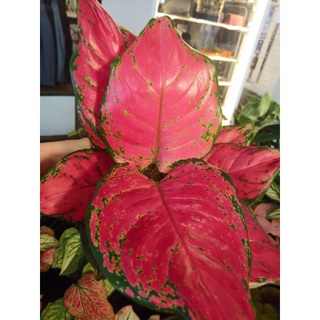 Aglaonema super red อโกนีม่า ซุปเปอร์ เรด