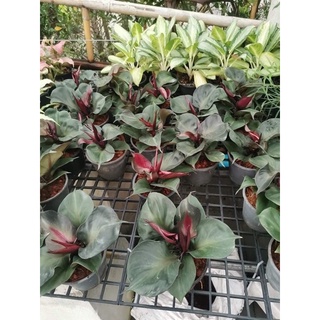 ฟิโลเดนดรอน เรดฮาร์ท Philodendron Red Heart