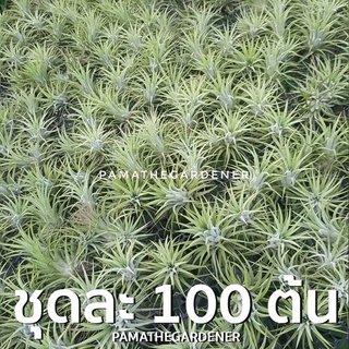 ทิลแลนเซีย เป็นชุด 100 ต้น *ปกติใบเป็นสีเขียว