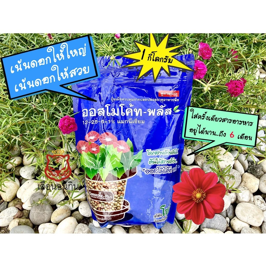 ออสโมโค้ท (สูตร 12-25-6+1%) 🌺 เน้นเร่งดอก เน้นดอกสวย เน้นดอกใหญ่ (ขนาด 1 กิโลกรัม)