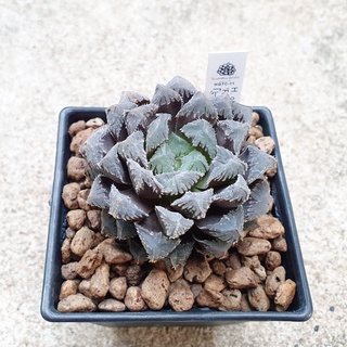 พร้อมส่ง!!ฮาโวเทีย Haworthia obtusa hybrid Red Rockจัดส่งแบบล้างราก