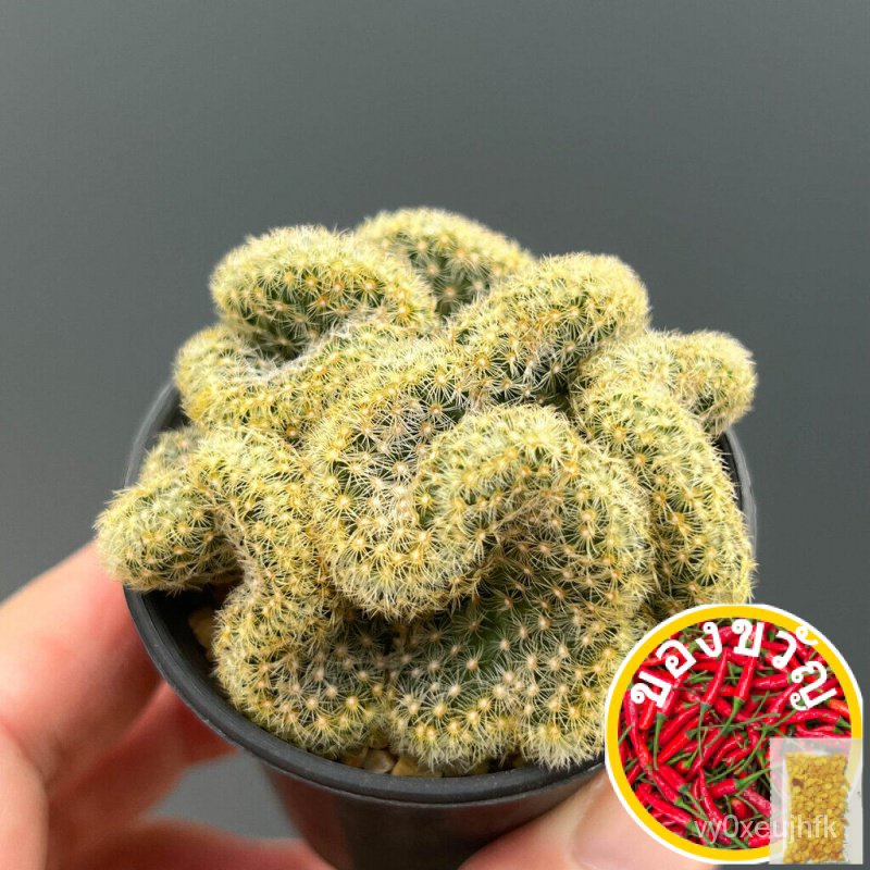 เมล็ดอวบอ้วน100%นิ้วทองคริส Mammillaria Elongata cristata กระบองเพชร แคคตัส ไม้อวบน้ำ cactus&amp;succulentเมล็ดพันธุ์WhiteKa