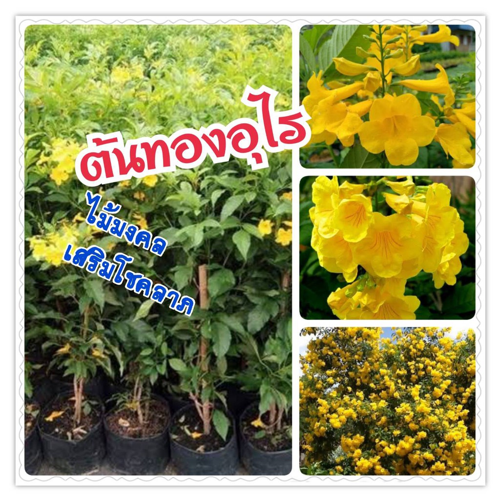 My Image 26
