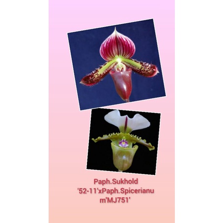 Paph.Sukhold ’52-11’xPaph.Spicerianum’MJ751′ ราคา ถูกที่สุด ดีลบีเคเค รูปภาพหลัก