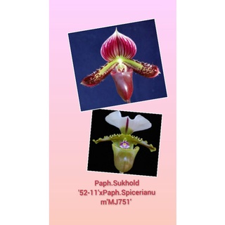 Paph.Sukhold 52-11xPaph.SpicerianumMJ751