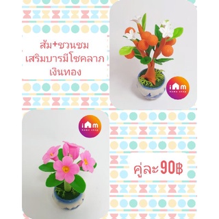 เชตคู่ต้นส้ม+ชวนชม ขนาดสูง 10 ซม.