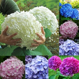 （อัตราการปลูกสูง）50 Pcs/bag Hydrangea Seed Bonsai Flower Seeds Hydrangea Perennial Garden Flowers Seeds Outdoor Plant Po