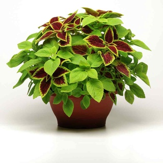 50 เมล็ด เมล็ดพันธุ์ ฤาษีผสม Coleus Seeds