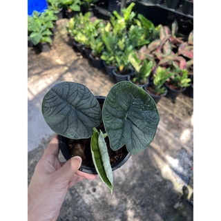 ต้นอโลคาเซีย เมโล Alocasia Melo