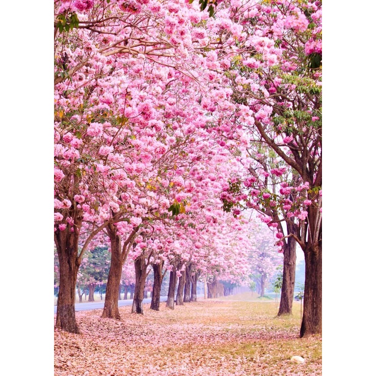 ต้นพันธุ์ ต้นนางพญาเสือโคร่ง ซากุระเมืองไทย ปลกง่าย โตเร็ว ดอกสีชมพูสวยมาก  ถุงดำ 59  บาท ราคา ถูกที่สุด ดีลบีเคเค แกลเลอรีภาพที่ 3