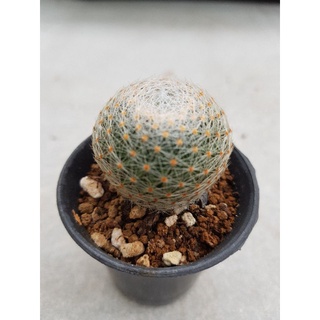 แคคตัส Mammillaria lenta แมมเลนต้า  lenta ไม้เมล็ด หนามแน่น