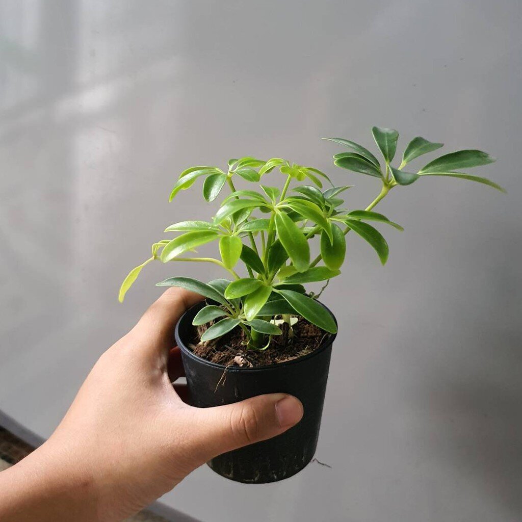 ต้นหนวดปลาหมึก ต้นไม้ฟอกอากาศ ในกระถาง 3 นิ้ว