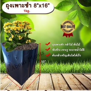 ถุงเพาะชำ 8”x16” 1 kg. ถุงเพาะชำสีดำ ถุงเพาะชำกล้าไม้ ต้นไม้ ถุงดำ allaboutplants