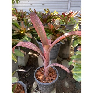 สับปะรดสี billbergia Afterglow ส่งพร้อมกระถาง🌺