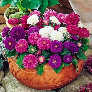 50PCS++ CHINA ASTER SEEDS FLOWER GODDESS VEGETABLE FLOWER FRUIT HERB SEEDผักชี/เสื้อ/​​กระโปรง/ขึ้นฉ่าย/เด็ก/กุหลาบ/แอปเ