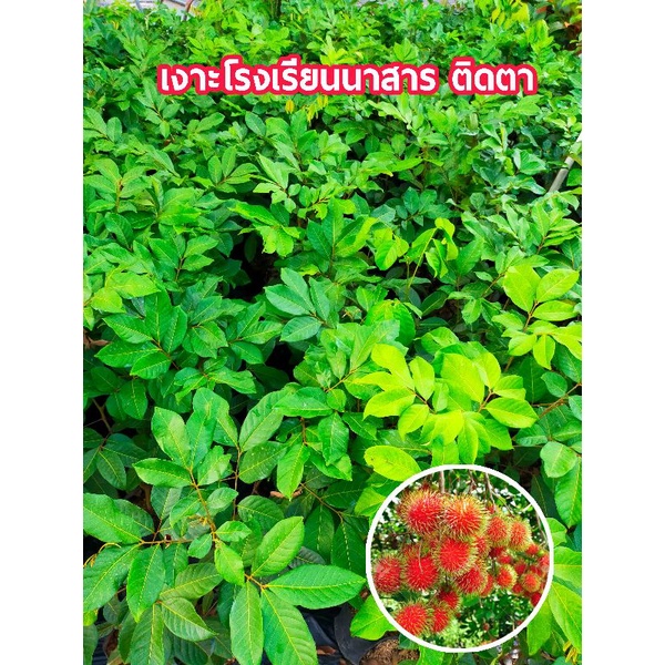 เงาะโรงเรียนนาสารแท้ติดตาสูง 100 ซม. 2ปีติดผล